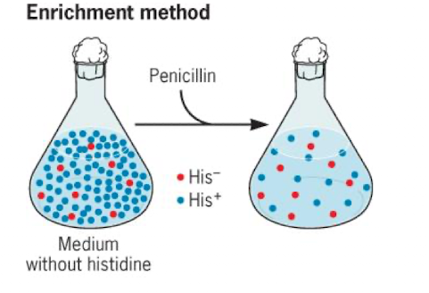 <p>grow in a medium without the component you want to find auxotrophs for</p><ul><li><p>Add penicillin to kill non-auxotrophs </p></li></ul><p></p>