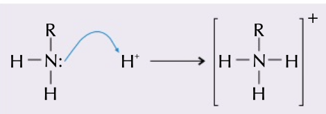 <p>formed between lone pair of electrons on nitrogen and a proton, makes it a positively charged cation</p>