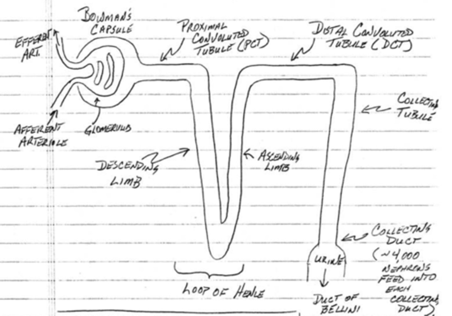 <p>loop of Henle</p>