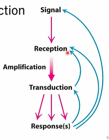 <ul><li><p>cascade, amplification event throughout cell</p></li><li><p>hormone, primary messenger</p></li><li><p>reception of message, usually integral protein</p></li></ul><p></p>