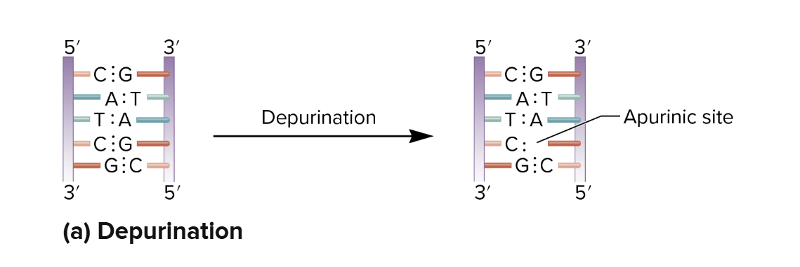 <p>Depurination - Spontaneous Mutation </p>