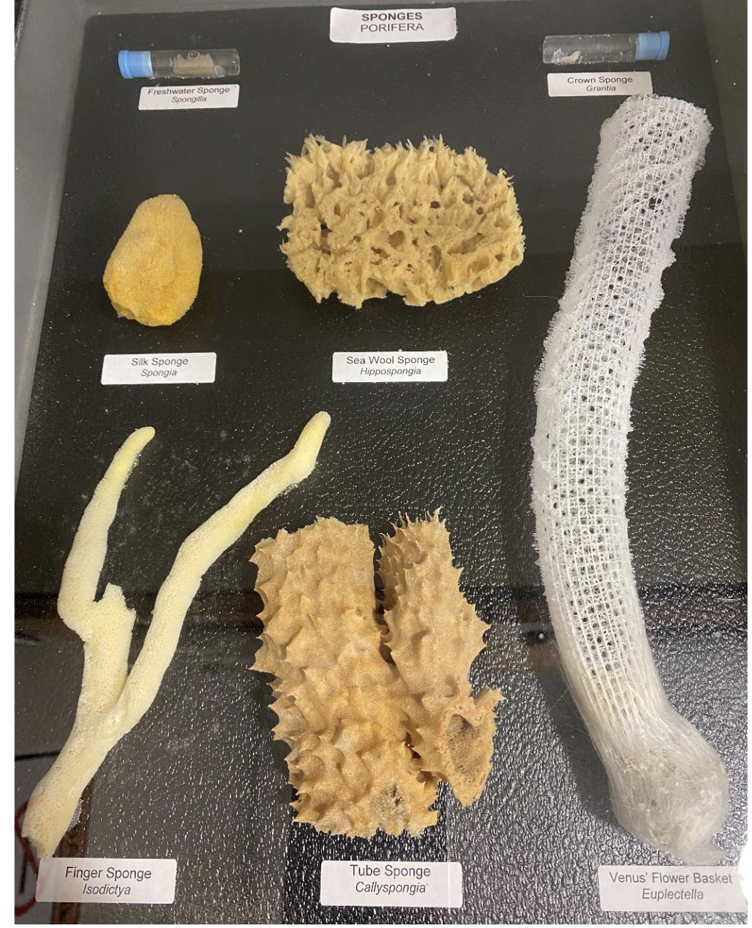 <p>what Phylum and Kingdom is this </p>