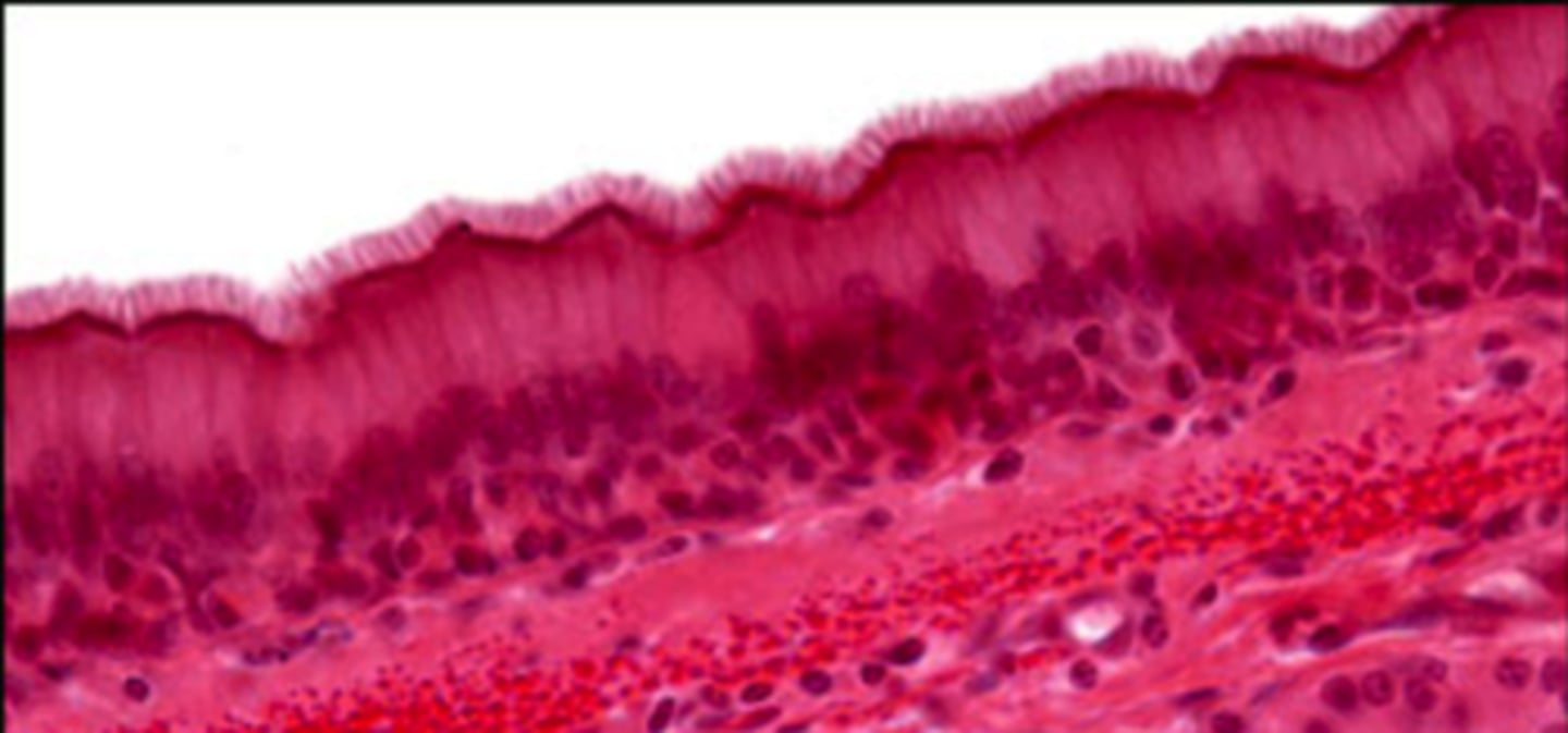<p>paralyze cilia</p><p>(Note: allows toxins to stay in lungs)</p>