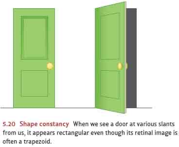 <p>Shape Constancy </p>