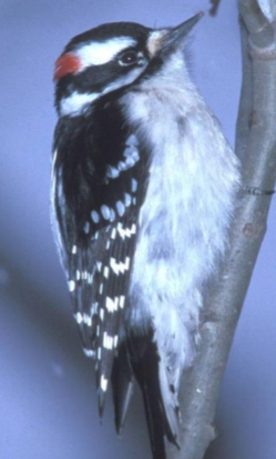 <p>Picoides pubescens</p>