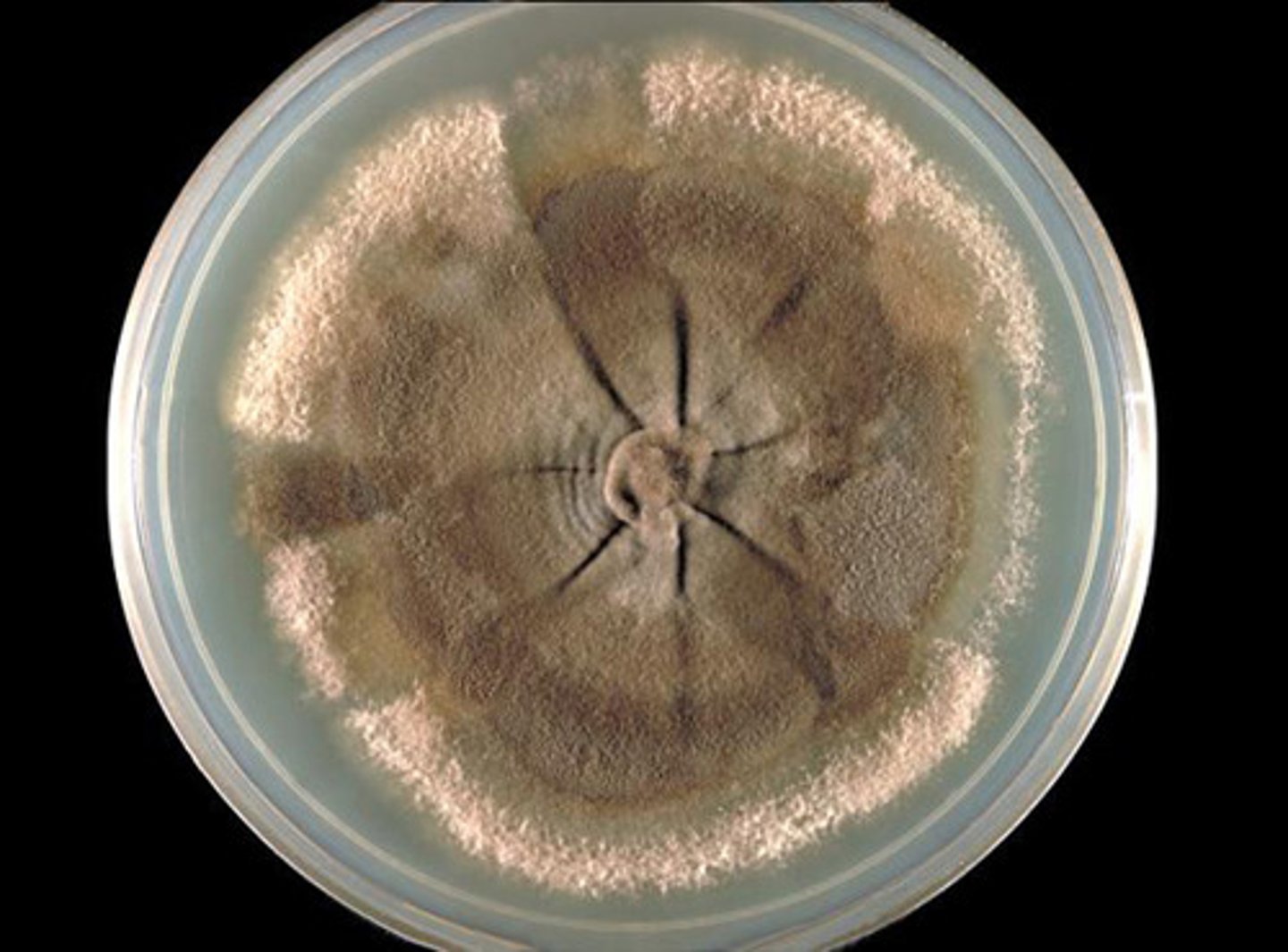 <p>mycelium</p>