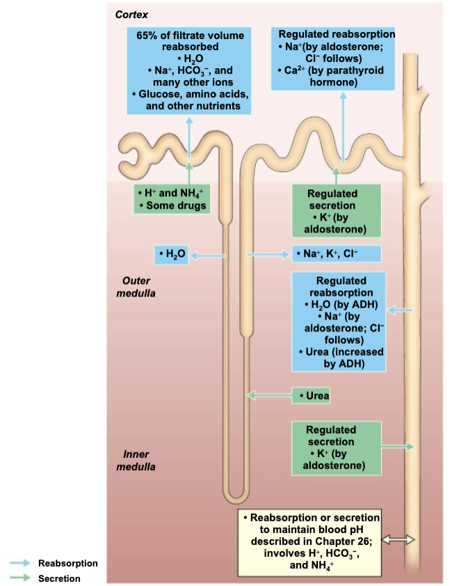 <ol><li><p><strong>Antidiuretic hormone (ADH)</strong></p><ul><li><p><span style="color: purple;"><strong><span>Released by </span><mark data-color="purple" style="background-color: purple; color: inherit;"><span>posterior pituitary gland</span></mark></strong></span></p></li><li><p>Causes principal cells of collecting ducts to insert aquaporins in apical membranes, increasing water reabsorption</p></li><li><p><span style="color: green;"><strong><mark data-color="green" style="background-color: green; color: inherit;"><span>INCREASED ADH levels </span></mark></strong><mark data-color="green" style="background-color: green; color: inherit;"><span>cause an increase in water reabsorption</span></mark></span></p></li></ul></li><li><p><strong>Aldosterone</strong></p><ul><li><p><span style="color: purple;"><strong><span>Targets </span><mark data-color="purple" style="background-color: purple; color: inherit;"><span>collecting ducts</span></mark><span> (principal cells) and </span><mark data-color="purple" style="background-color: purple; color: inherit;"><span>distal DCT</span></mark></strong></span></p></li><li><p>Promotes Na+ reabsorption (water follows)</p></li><li><p>As a result, little Na+ leaves body</p></li><li><p><span style="color: rgb(0, 0, 0);"><span>Function</span></span><span style="color: green;"><span>: </span><strong><mark data-color="green" style="background-color: green; color: inherit;"><span>INCREASES BP</span></mark></strong><span> </span></span><span style="color: rgb(0, 0, 0);"><span>and</span></span><span style="color: green;"><span> </span></span><span style="color: red;"><strong><mark data-color="red" style="background-color: red; color: inherit;"><span>DECREASE K+ levels</span></mark></strong></span></p></li></ul></li><li><p><strong>Atrial natriuretic peptide</strong></p><ul><li><p><span style="color: purple;"><strong><span>Released by </span><mark data-color="purple" style="background-color: purple; color: inherit;"><span>cardiac atrial cells</span></mark></strong></span> <span style="color: purple;"><strong><span>if blood volume or pressure elevated</span></strong></span></p></li><li><p><span style="color: red;"><strong><span>Reduces blood Na+</span></strong></span> → resulting in decreased blood volume and BP</p></li></ul></li><li><p><strong>Parathyroid hormone</strong></p><ul><li><p>Acts on <span><strong><mark data-color="purple" style="background-color: purple; color: inherit;"><span>DCT</span></mark></strong></span> to <span><strong><span>increase Ca2+ reabsorption</span></strong></span></p></li></ul></li></ol><p></p>