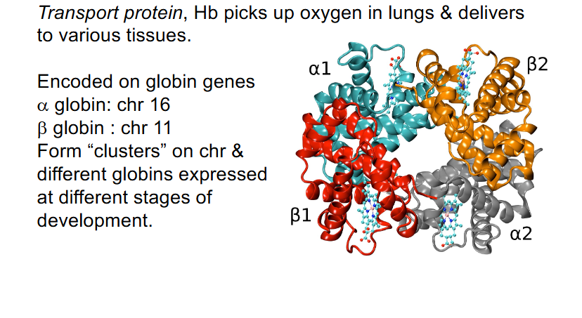 <p>- Tetramer: 2 alpha and 2 beta polypeptide chains</p><p>- Transport protein: Hb picks up oxygen in lungs and delivers to various tissues</p><p>- encoded on globin genes: alpha globin: chr 16, beta globin: chr 11</p><p>- Form "clusters" on chr and different globins expressed at different stages of development</p>