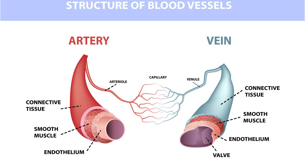 <p>make up 2 circuits:</p><p>+) Pulmonary circuit: eliminates carbon dioxide via lungs and oxygenates the blood</p><p>+) Systematic circuit: delivers oxygen to all body cells and carries away wastes</p><p>3 types of blood vessels:</p><ul><li><p>Artery ( 3 layers of tissue)</p></li><li><p>Vein (3 layers of tissue)</p></li><li><p>Capillary ( 1 layer of tissue)</p></li></ul><p><strong>Arteries</strong> carry blood <strong>away</strong> from the heart</p><p><strong>Veins </strong>carry blood <strong>toward </strong>the heart</p><p>The <strong>capillaries </strong>are exchanging vessels located between the arterial and venous systems</p><p>=&gt; allow the exchange of gases, nutrients, hormones, and other molecules in the blood.</p><ul><li><p>Aorta → Arteries → Arterioles → Capillaries → Venules → Veins → Vena Cava</p></li></ul><p></p>