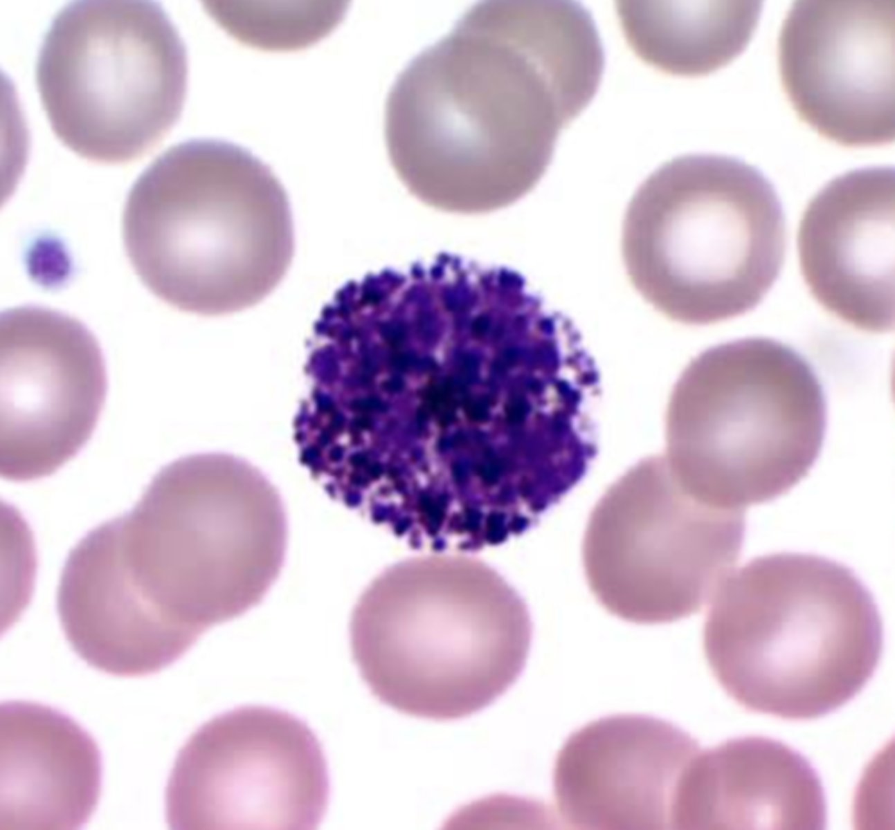 <p>What is the center cell?</p>