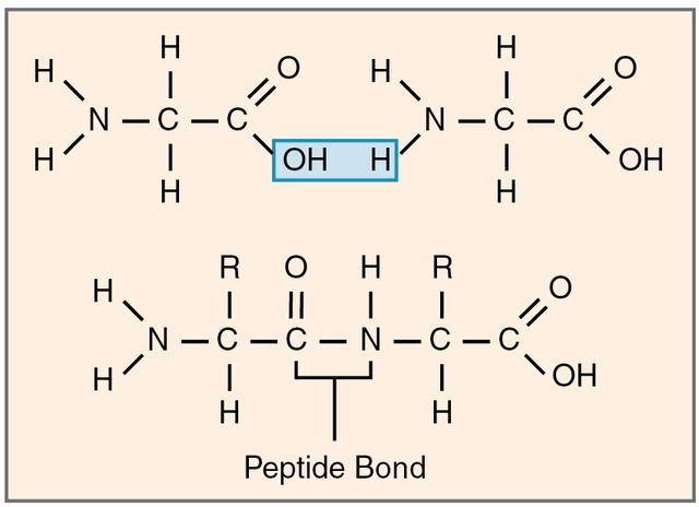 <p>Link amino acids together</p><ul><li><p>Formed by <strong>dehydration reactions</strong></p></li><li><p>Catalyzed by the <strong>ribosome peptidyl transferase</strong></p></li><li><p>Protein has that connect:</p><ul><li><p><strong>Amino (N) terminus</strong></p></li><li><p><strong>Carboxyl (C) terminus</strong></p></li></ul></li></ul><p>N-C-C  N-C-C</p>