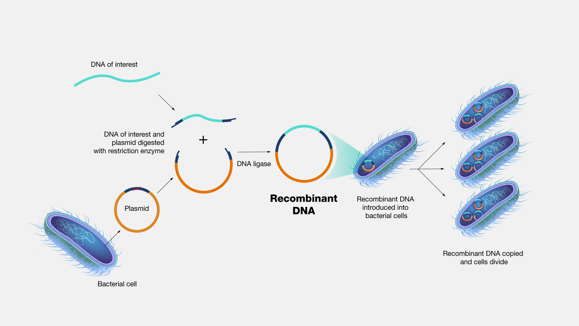 <p>Recombinant DNA</p>