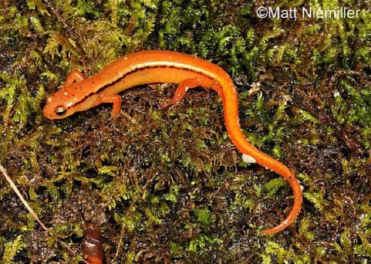 <p>A small, slender salamander (2.5 to 4.0 inches in length) having yellowish, or sometimes greenish or orangish, dorsum with&nbsp;two broad, black lines extending from the eye along the top of either side to the middle of the tail where line breaks into dots. Many individuals also have black spots along the back between the two lines. The belly is whitish to yellow.</p>