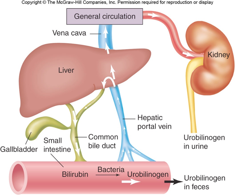 Enterohepatic Circulation