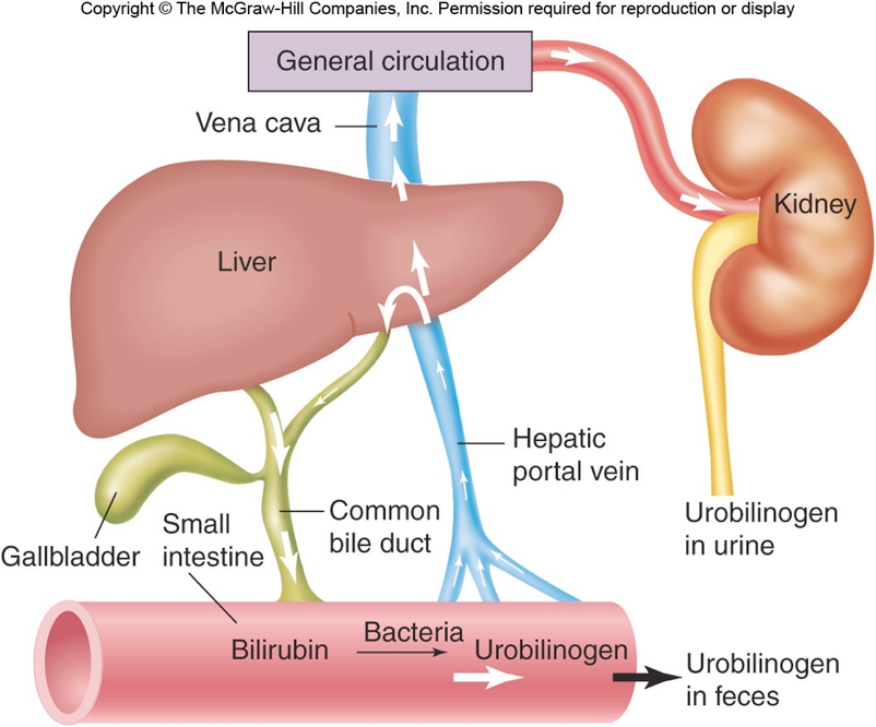 <p>Enterohepatic Circulation</p>