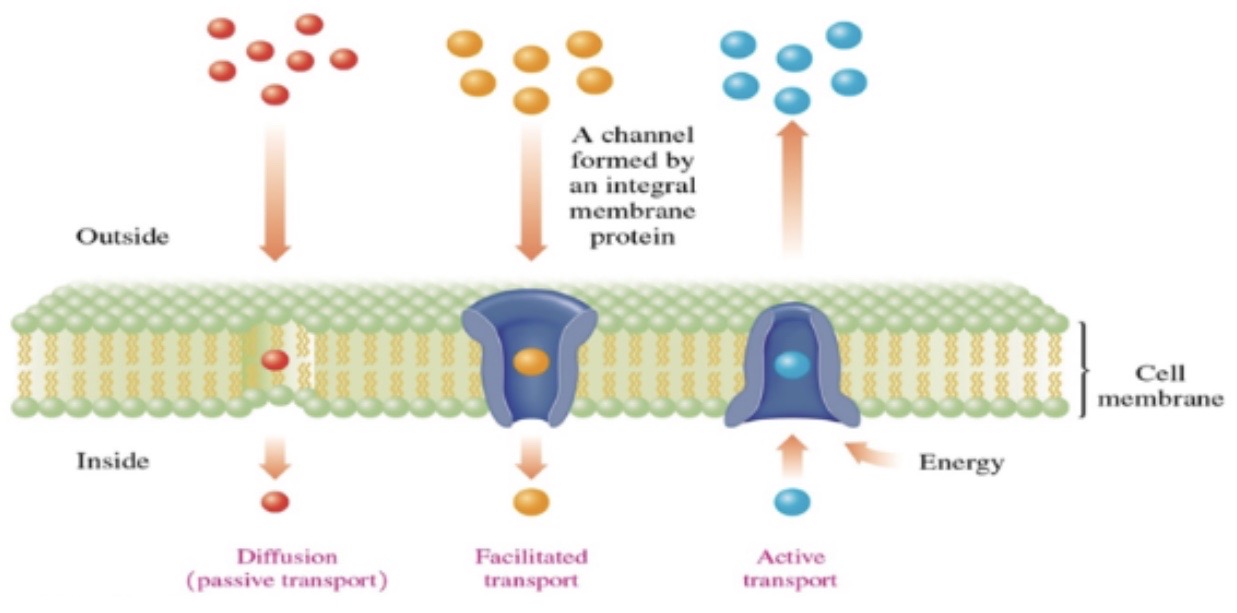 \-diffusion: moves particles from higher to lower concentration

\-Facilitated transport: uses protein channels to increase the rate of diffusion

\-active transport: move ions against a concentration gradient 