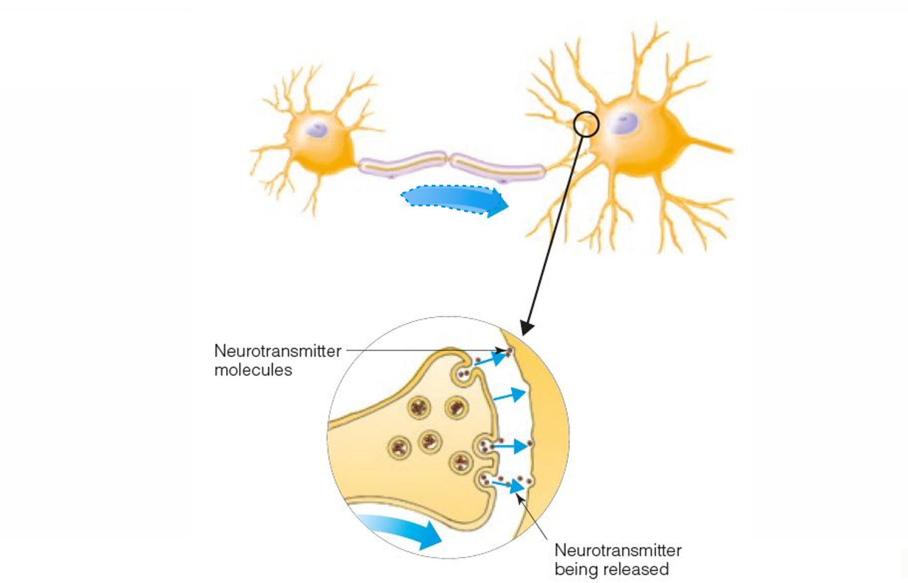 <p>An electrical response that is propagated down the length of an axon (nerve fiber) (also called an action potential)</p>