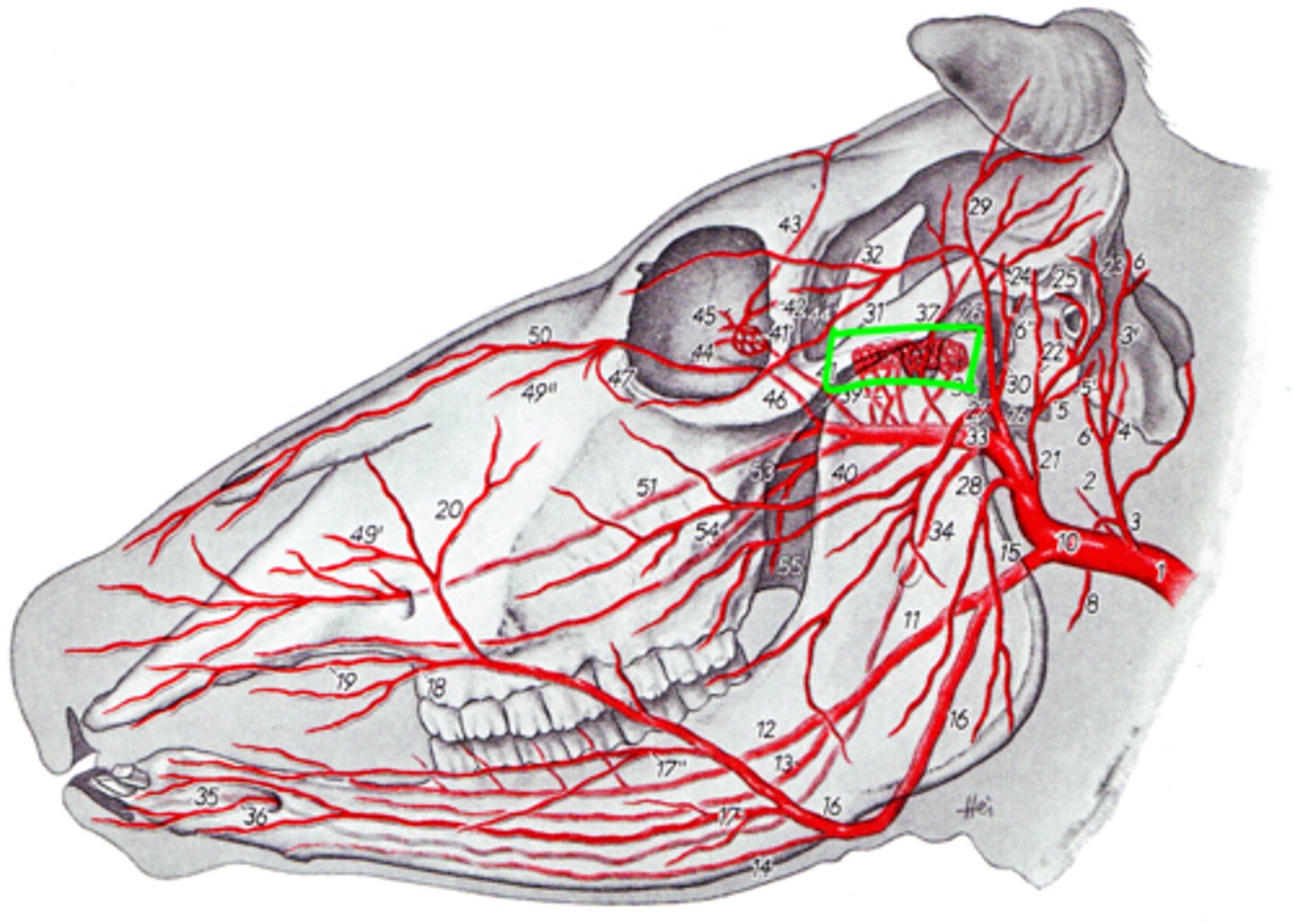 <p>A network structure of vessels that run close to each-other to exchange heat.</p>