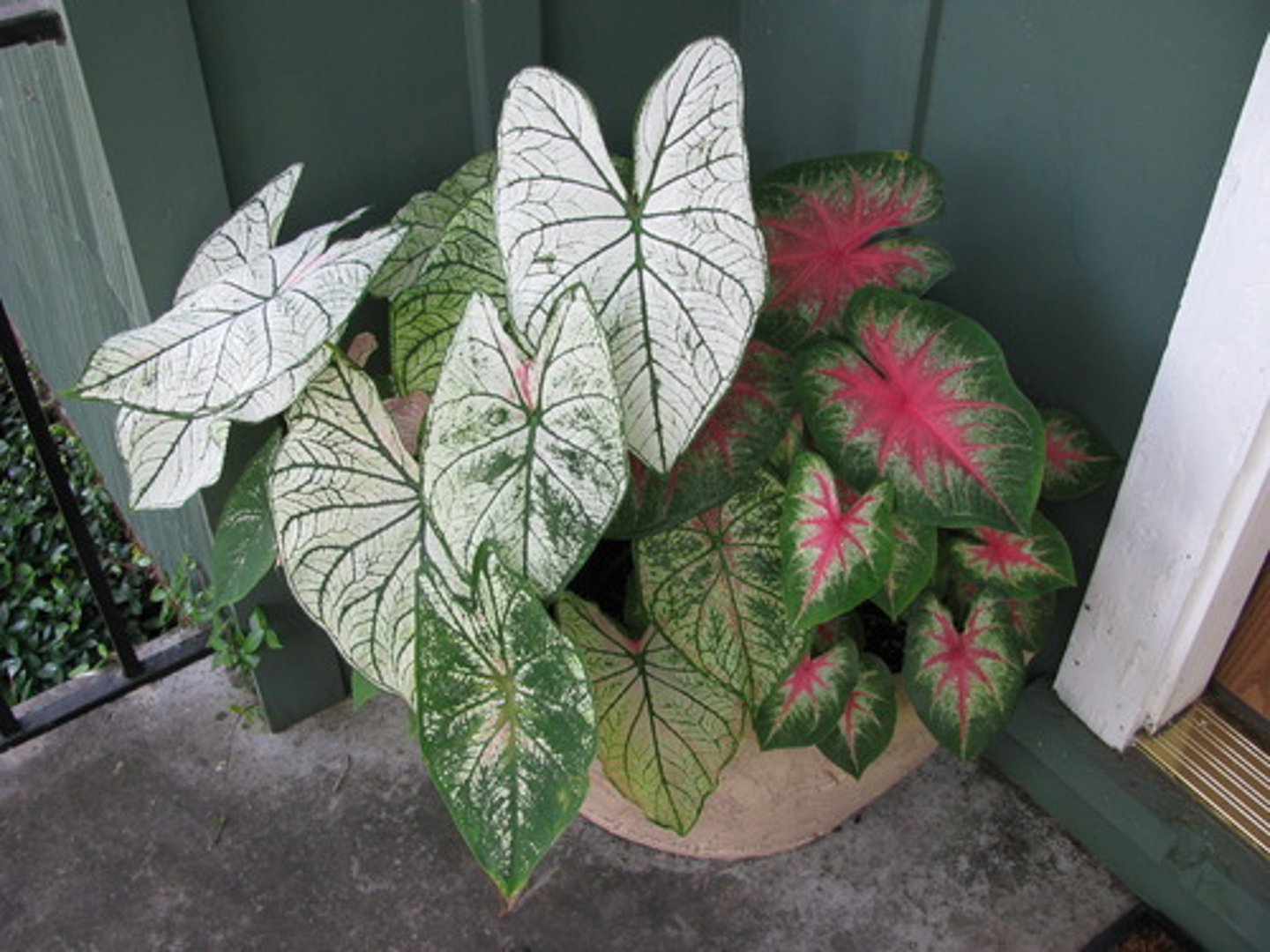 <p>Caladium x hortulanum</p>