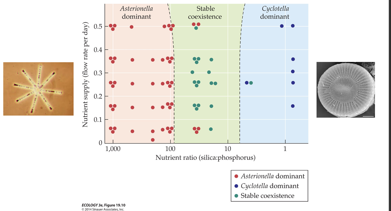 <p>What is the resource ratio hypothesis proposed by Tilman (1977)?</p><p>Experimental Design</p>