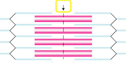 anchors thick filaments down center of sarcomere