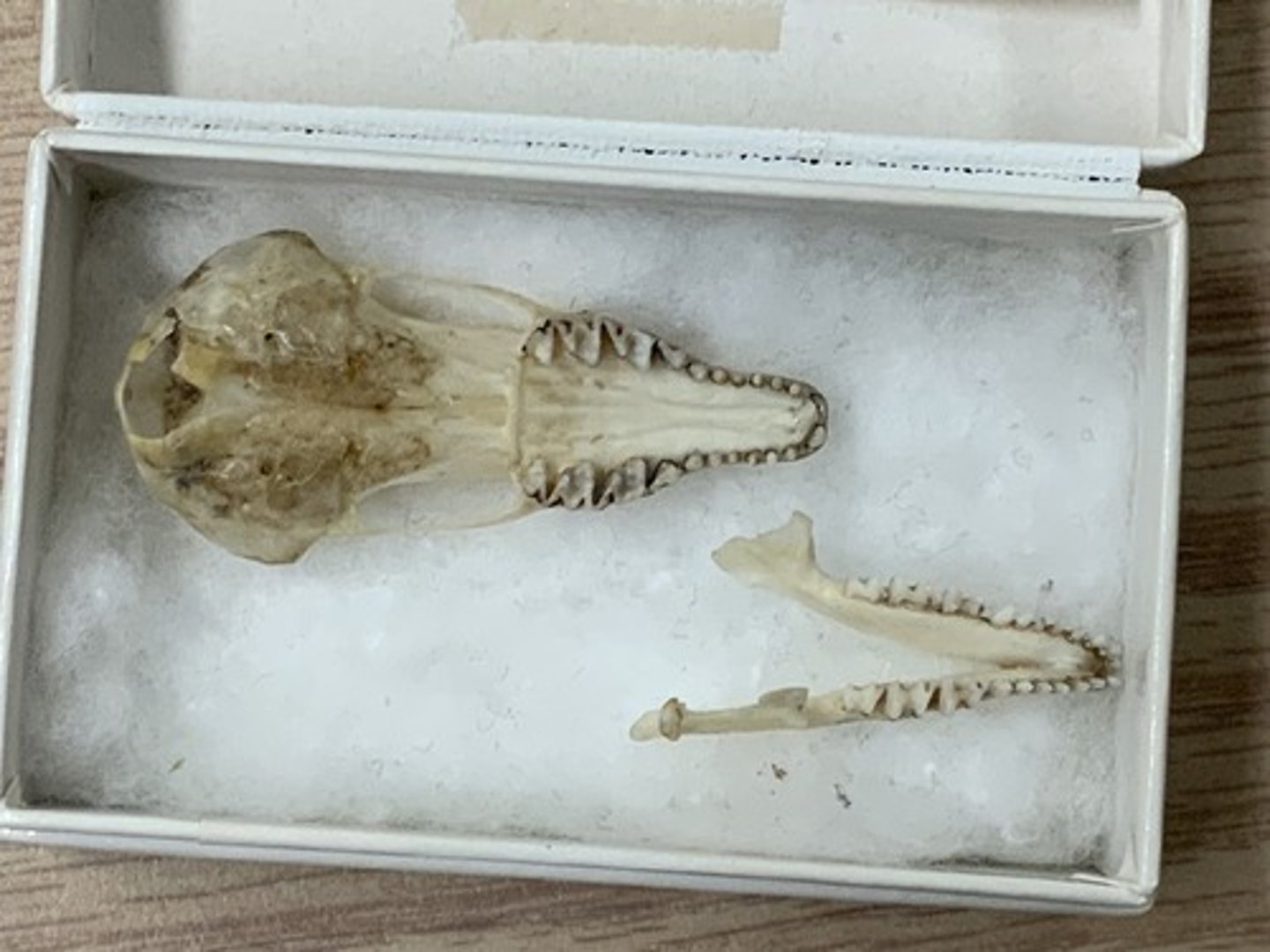 <p>Family, Order, Infraclass, Subclass</p><p>-long skull, narrow zygomatic arch</p><p>-dilambdont shaped molar, pointy teeth</p><p>-complete zygomatic arch</p>