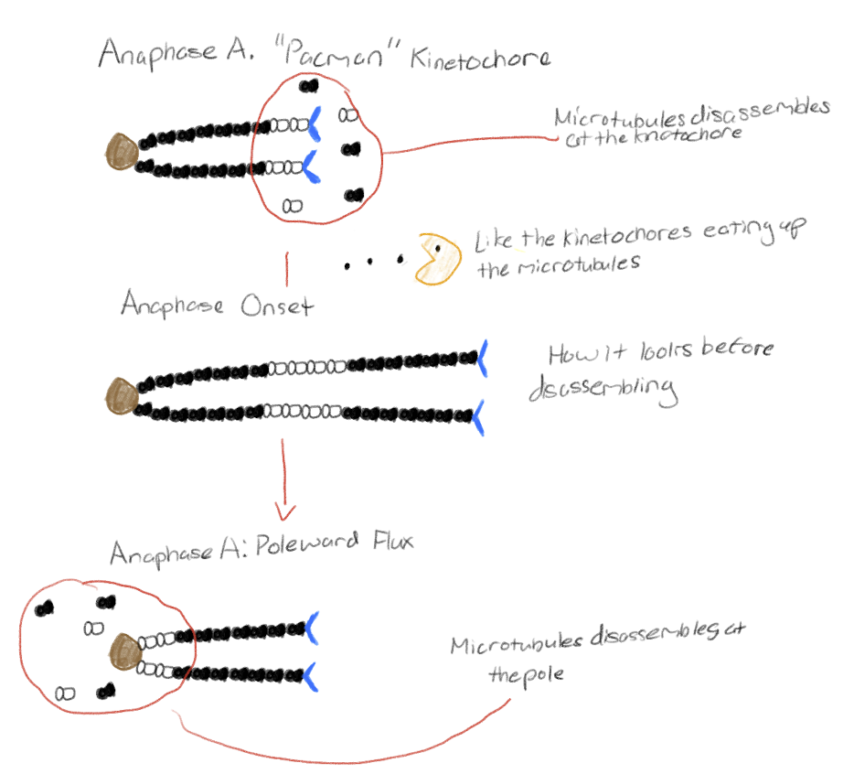 <p>Pac-Man: Microtubules disassembles at the kinetochore</p><p>Poleward Flux: Microtubules disassembles at the pole</p>