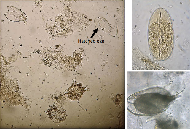 <p>itchy dog</p><p>superficial and broad skin scrapings</p><p>dermatitis in household</p><p>ELISA</p><p>rarely seen in cats</p><p>in skin scrapings look for evidence of all life cycle stages</p>