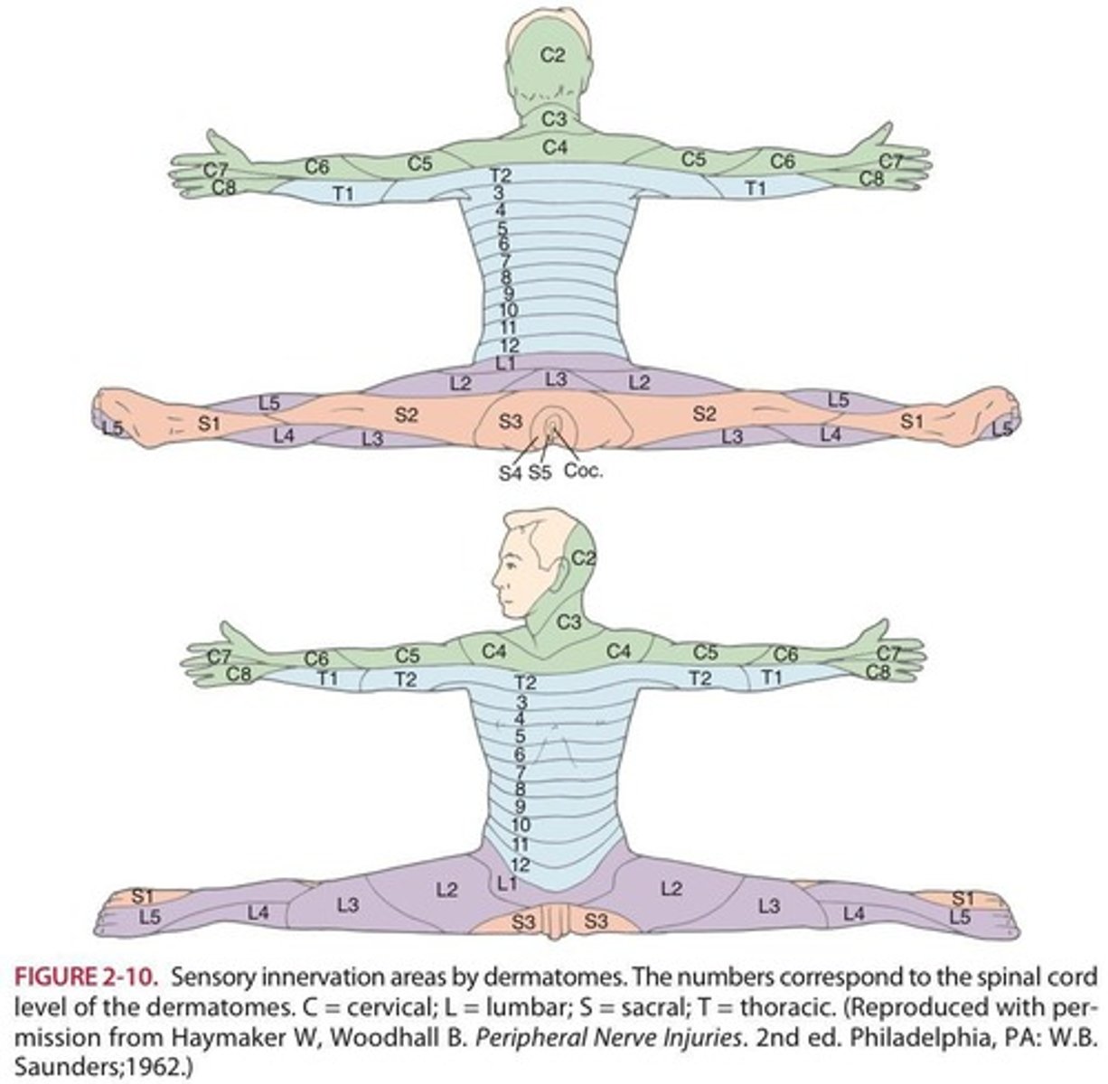 <p>specific regions of the skin where sensory information are organized.</p>