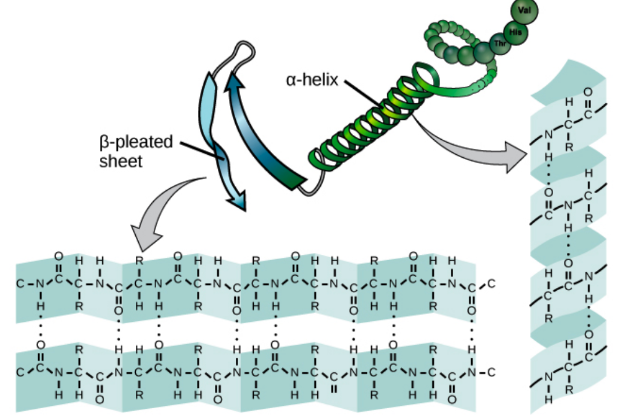 <p>• highly regular substructure • can be alpha helix or beta strand • defined by #/H bonds between the main chain peptide groups • in a form of a helix</p>