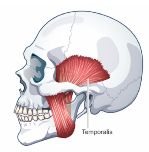 <p><u>ELEVATES (closes) and RETRACTS </u><strong><u>Mandible</u></strong></p><p>muscle that covers much of the side of the cranium (temporal bone)</p>