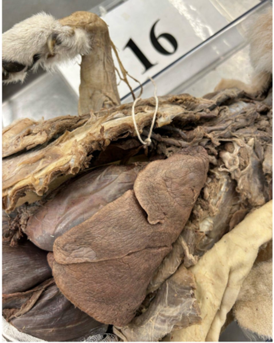 <p>Classify the type of innervation carried by this nerve.</p>