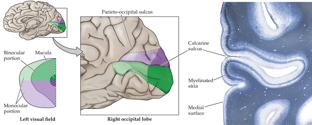 <ul><li><p>below the calcarine sulcus</p></li></ul><p></p>