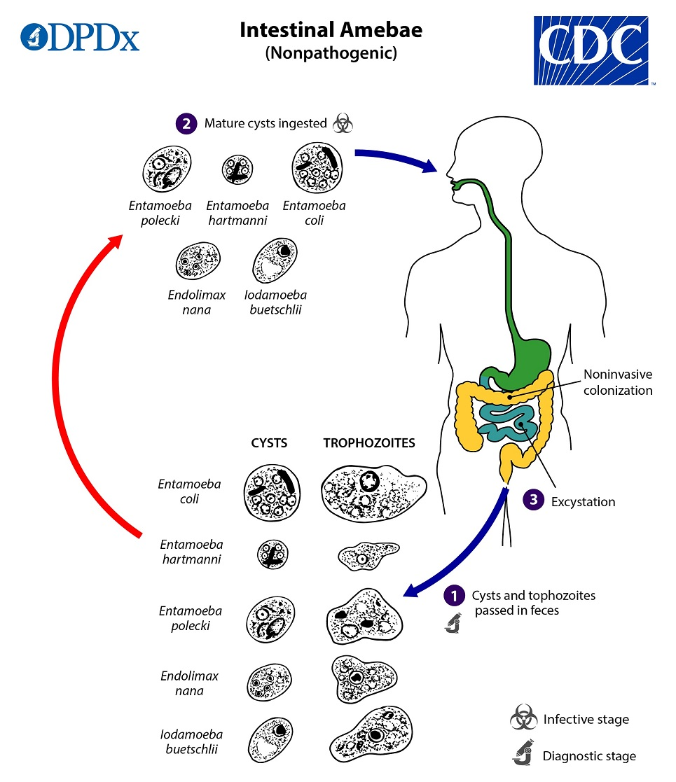 <p>all considered nonpathogenic</p><ol><li><p>both cysts and trophs of these species are passed in stool and considered diagnostic</p><ul><li><p>cysts found in formed stool, whereas trophozoites found in diarrhea</p></li></ul></li><li><p>excystation occurs in the small intestine and trophozoites are released, which migrate to the large intestine</p></li><li><p>trophozoites multiply by binary fission and produce cysts, and both stages are passed in the feces</p></li><li><p>because of the protection conferred by their cell walls, the cysts can survive days to weeks in the external environment and are responsible for transmission</p></li></ol><p></p>