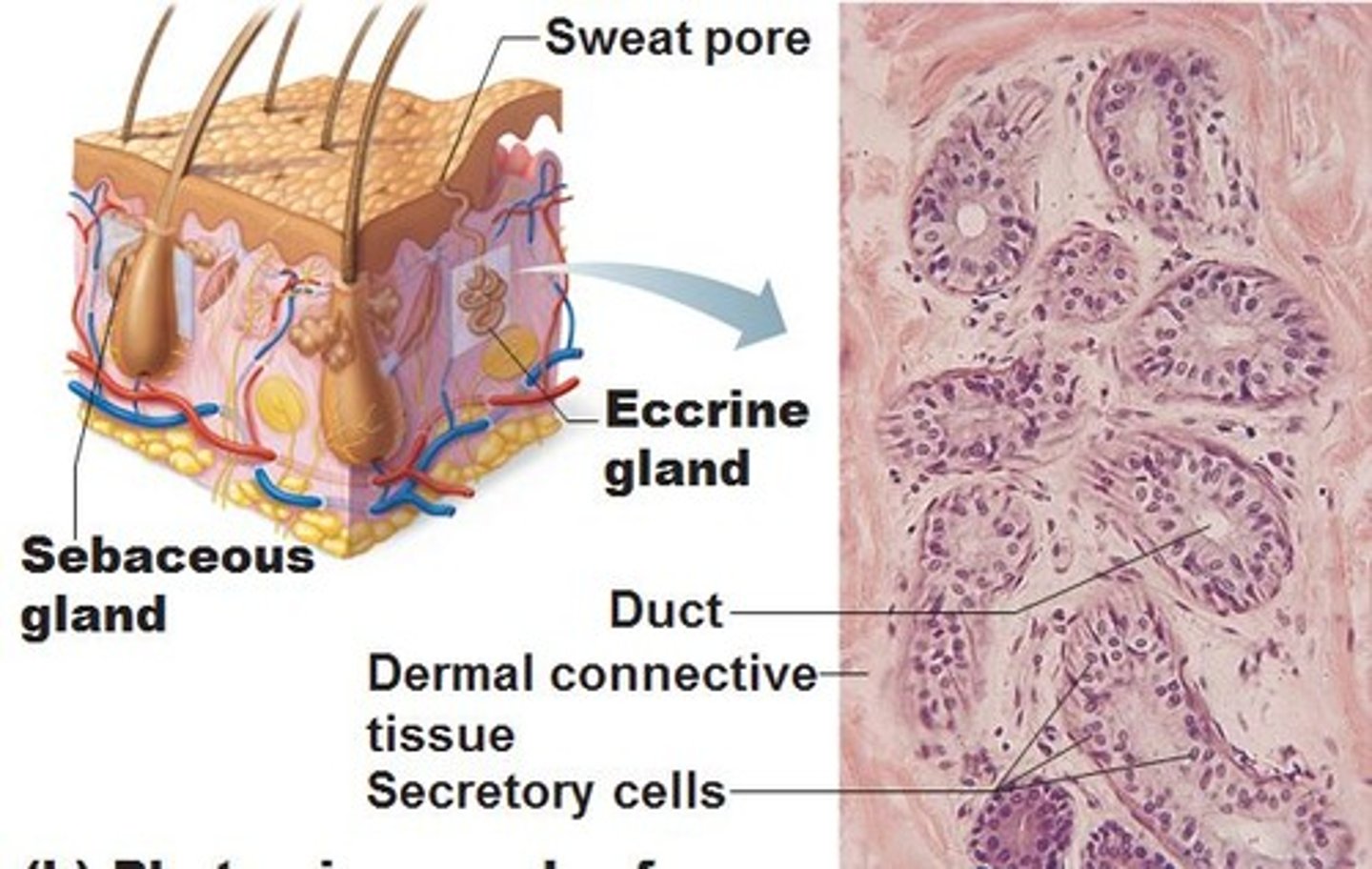 <p>- coiled, tubular glands. </p><p>- secrete sweat directly onto skin via mecrocrine secretion</p><p>- location within the deep reticular dermis. </p>