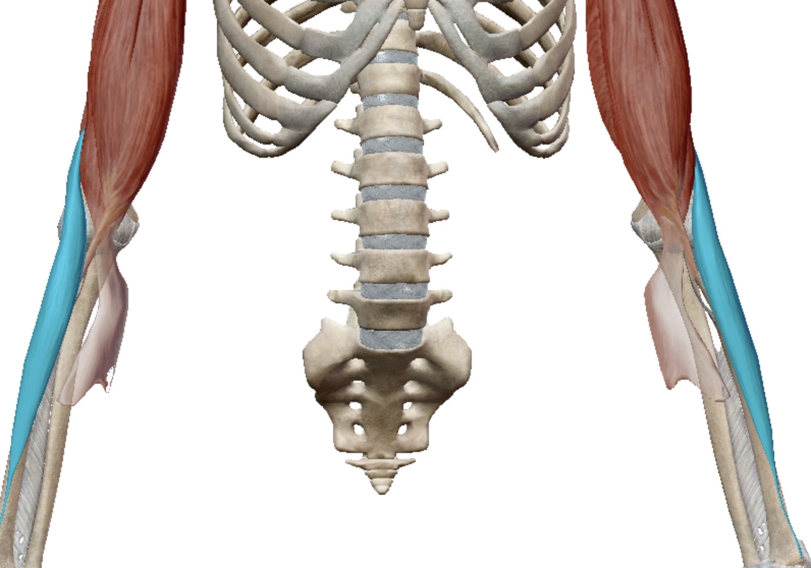 <p>Identify this muscle</p>