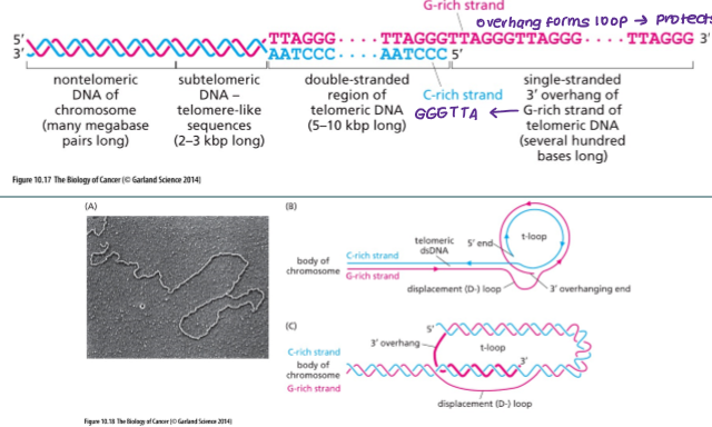 <p>What are telomeres?</p>