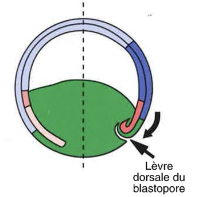 <p>Avec la formation du lèvre dorsale du blastopore</p>