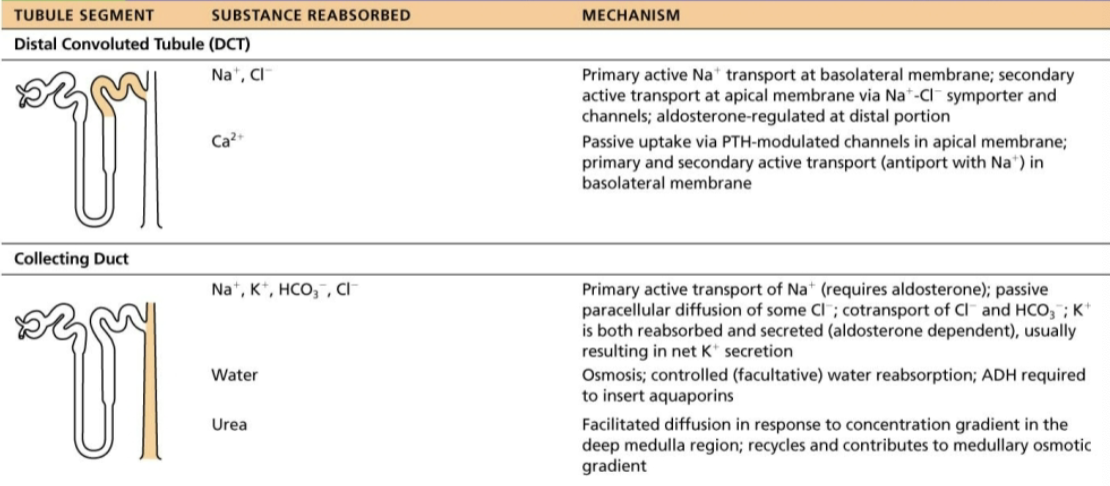 <ul><li><p><strong>Reabsorption is hormonally regulated in these areas</strong></p><ol><li><p>Antidiuretic hormone (ADH) </p></li><li><p>Aldosterone </p></li><li><p>Atrial natriuretic peptide </p></li><li><p>Parathyroid hormone </p></li></ol></li></ul><p></p>