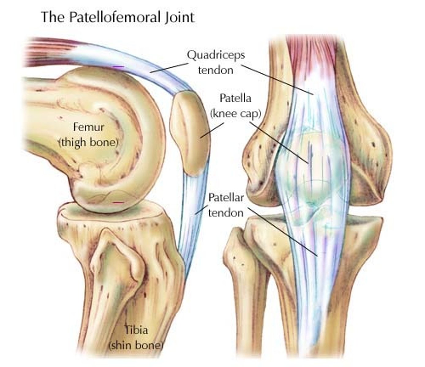 <p>the point where the kneecap and femur are connected in the trochlear groove</p>
