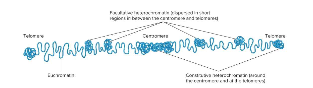 <p>Type 2 of Heterochromatin: <span>Facultative heterochromatin</span><br></p>