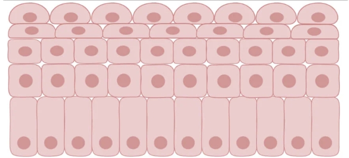 <p>Name the epithelial cell type</p>