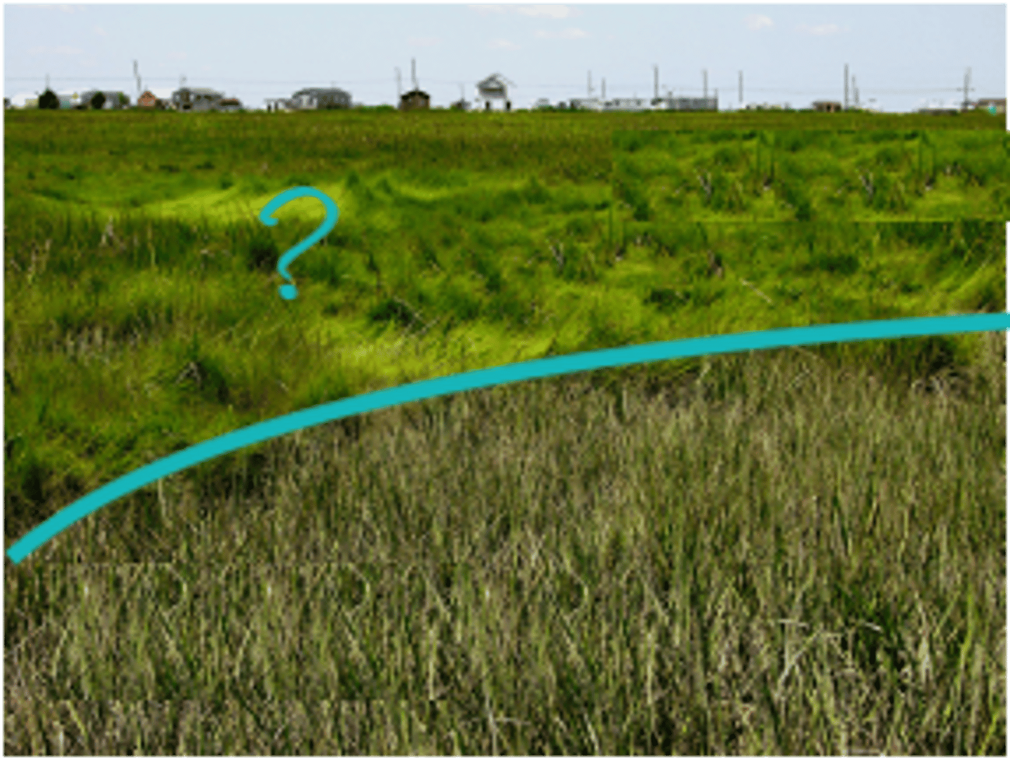 <p>the region of a salt marsh closest to shore that is covered briefly by saltwater each day</p>