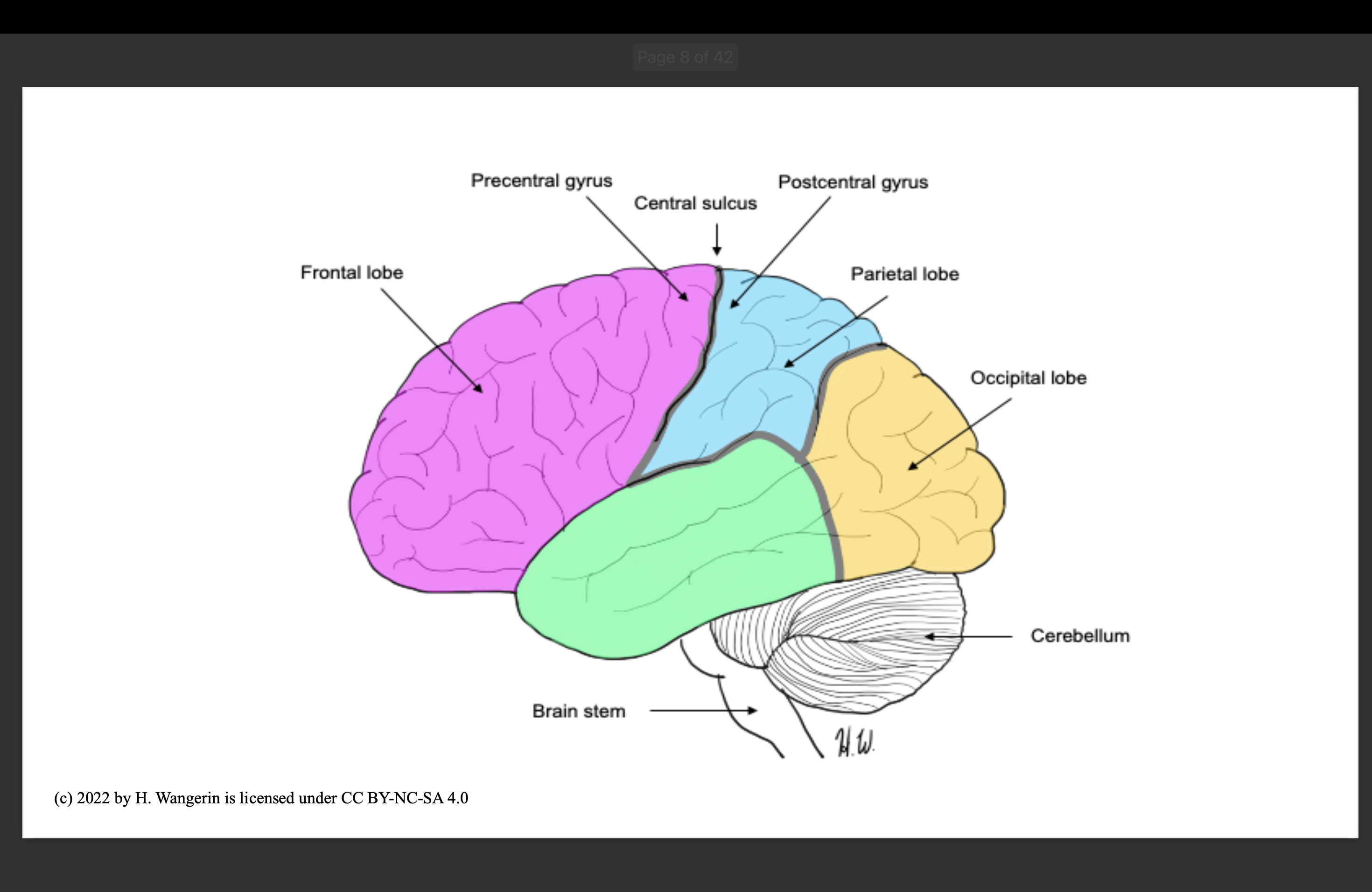 <p>Central sulcus </p>