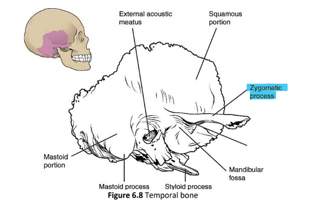 <p>zygomatic process</p>