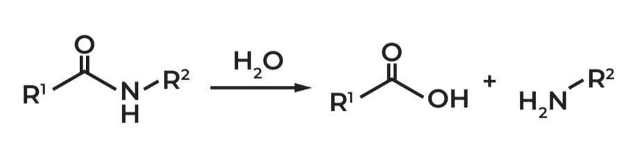 <p>Susceptible to hydrolysis</p><ul><li><p>Amides undergo hydrolysis because the carbonyl carbon is reactive and gets attacked by nucleophiles, breaking the bond and forming <strong>CARBOXYLIC ACID + AMINE</strong> products.</p></li></ul>