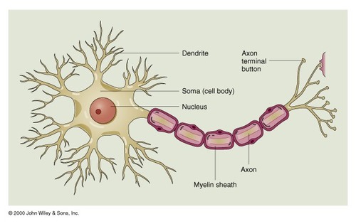<p>parts of a neuron</p>