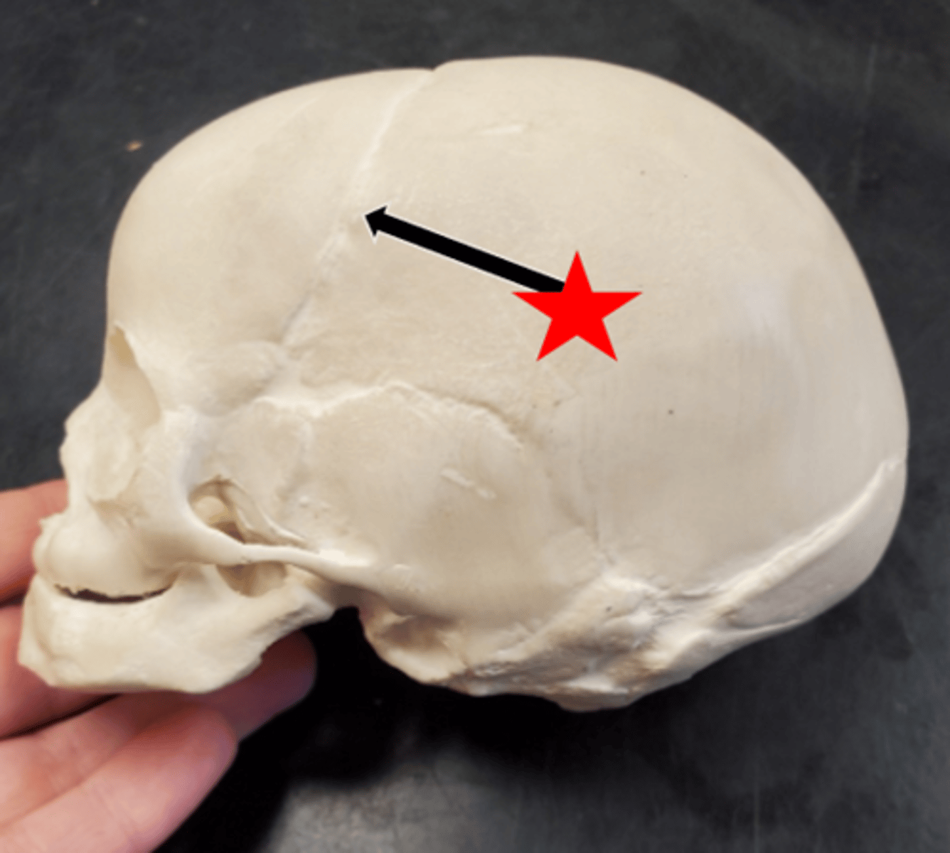 <p>Name the starred region in the image.</p>