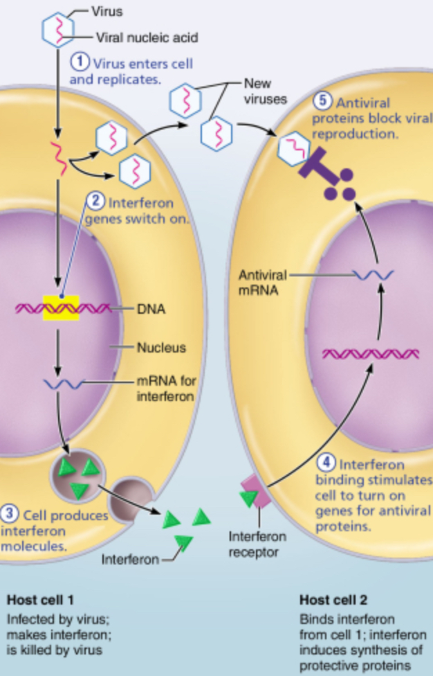 <p>How do interferons protect against viral infection in healthy cells? </p><p>Interferons perform opsonization to coat microorganisms.</p><p>Interferons encourage the production of antiviral proteins.</p><p>Interferons promote fever, or an abnormally high body temperature.</p><p>Interferons activate complement.</p>