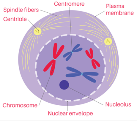 <p>-FIRST phase of mitosis.</p><p>-Chromosomes coil together and become visible.</p><p>-Nuclear membrane disappears. </p><p>-Centrioles move to the edge of the cell.</p><p>-Chromatids pair up.</p>